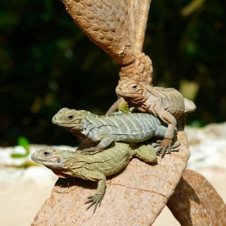 Repubblica Dominicana, iguana