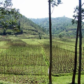 Ruanda, colline