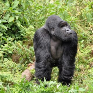 Ruanda, gorilla