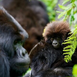 Ruanda, gorilla di montagna