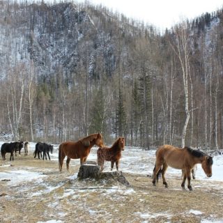 Russia, cavalli in Siberia