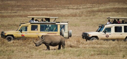 Safari, rinoceronte