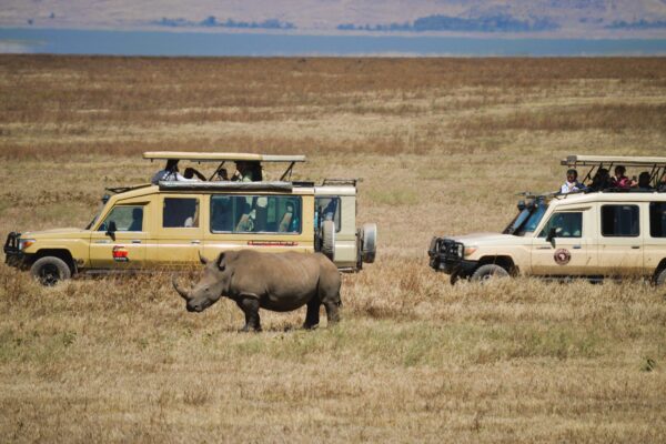 Safari, rinoceronte