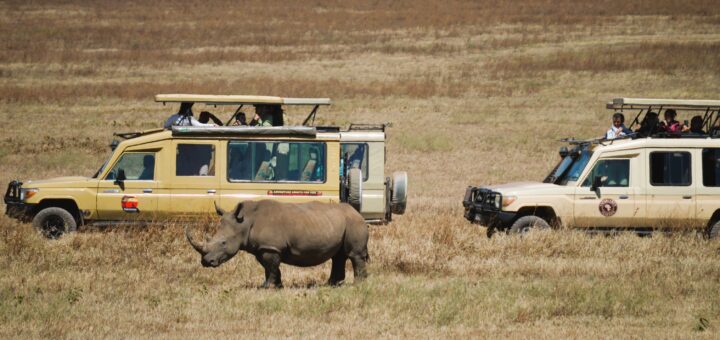 Safari, rinoceronte