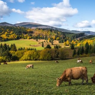 Slovacchia, mucche al pascolo