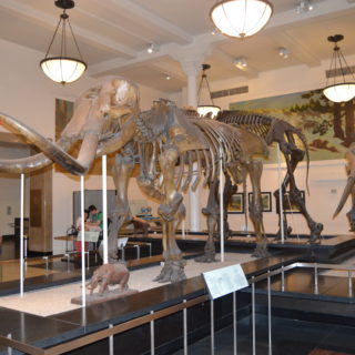 New York, American Museum of Natural History