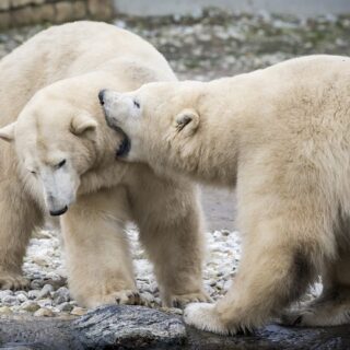 Alaska, orsi polari
