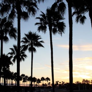 California, palme