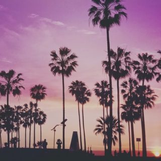 Florida, palme