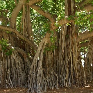 Hawaii, albero Banyan