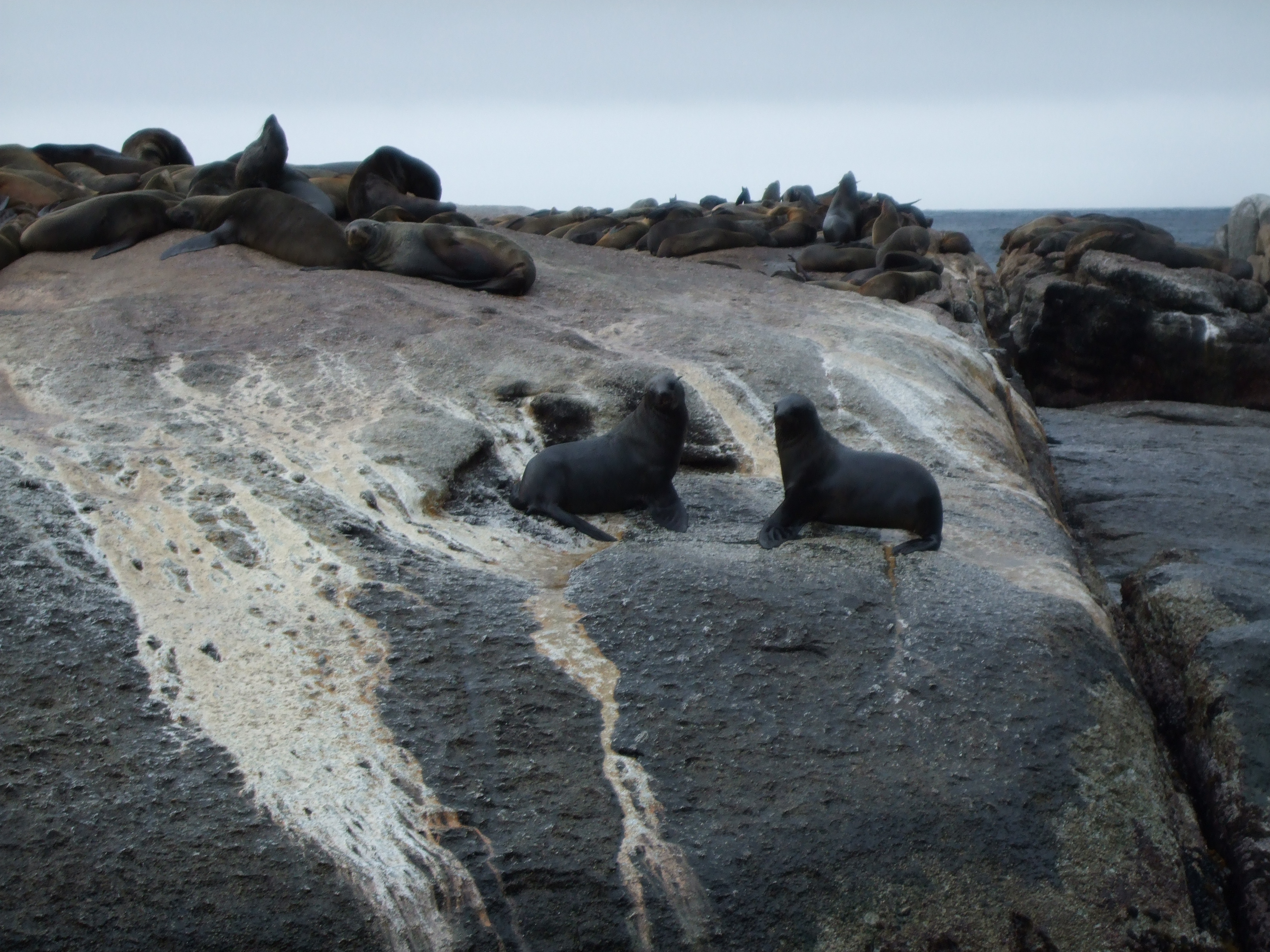 Cape Peninsula National Park, isola delle foche