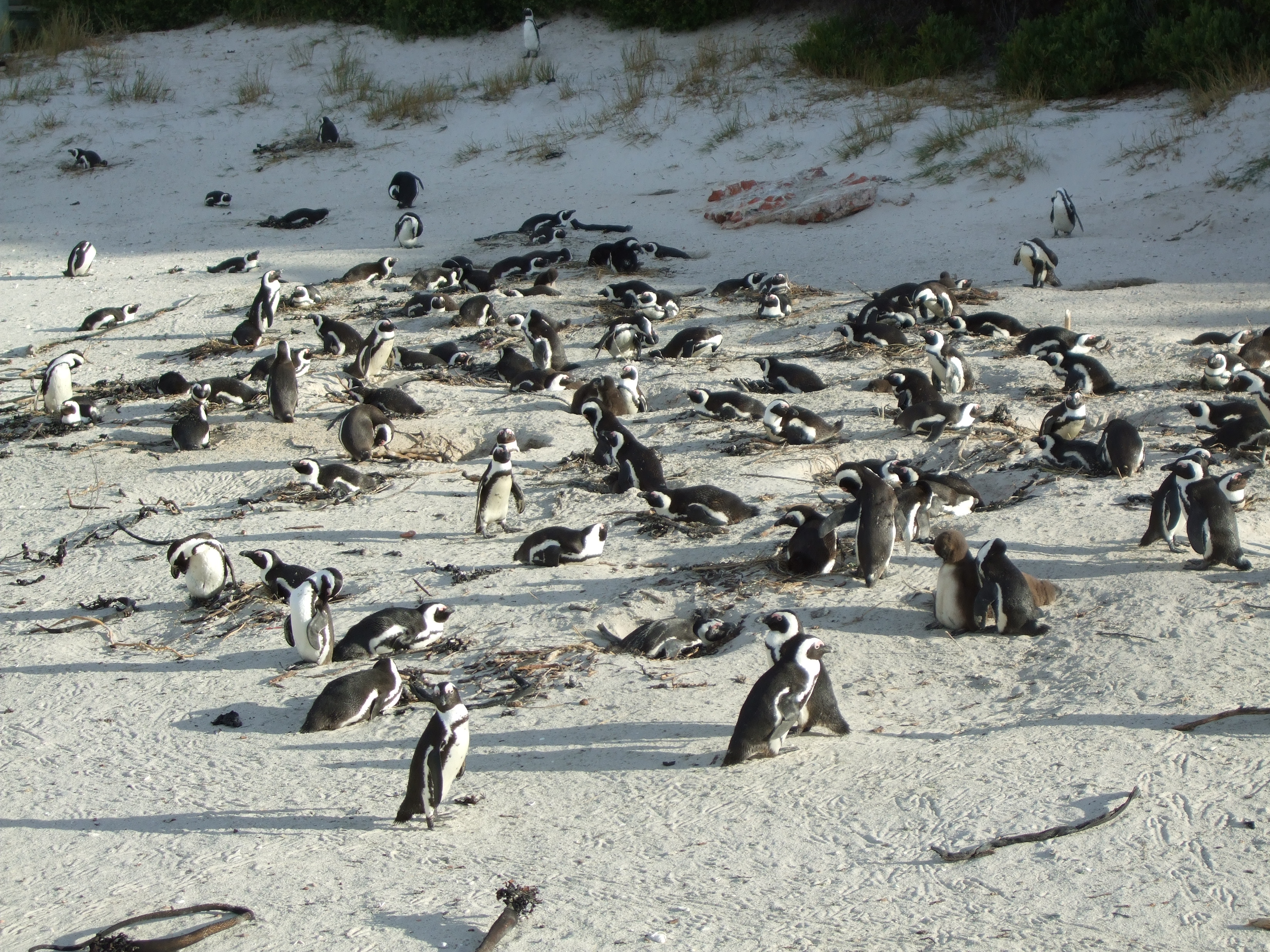 Boulders Beach, pinguini