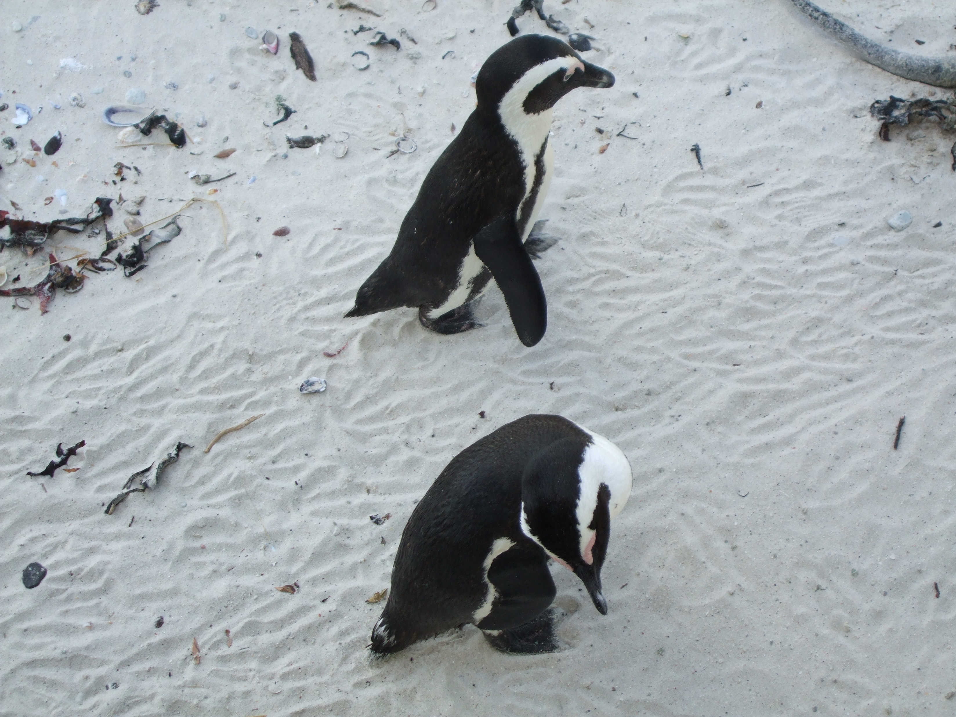 Boulders Beach, pinguini