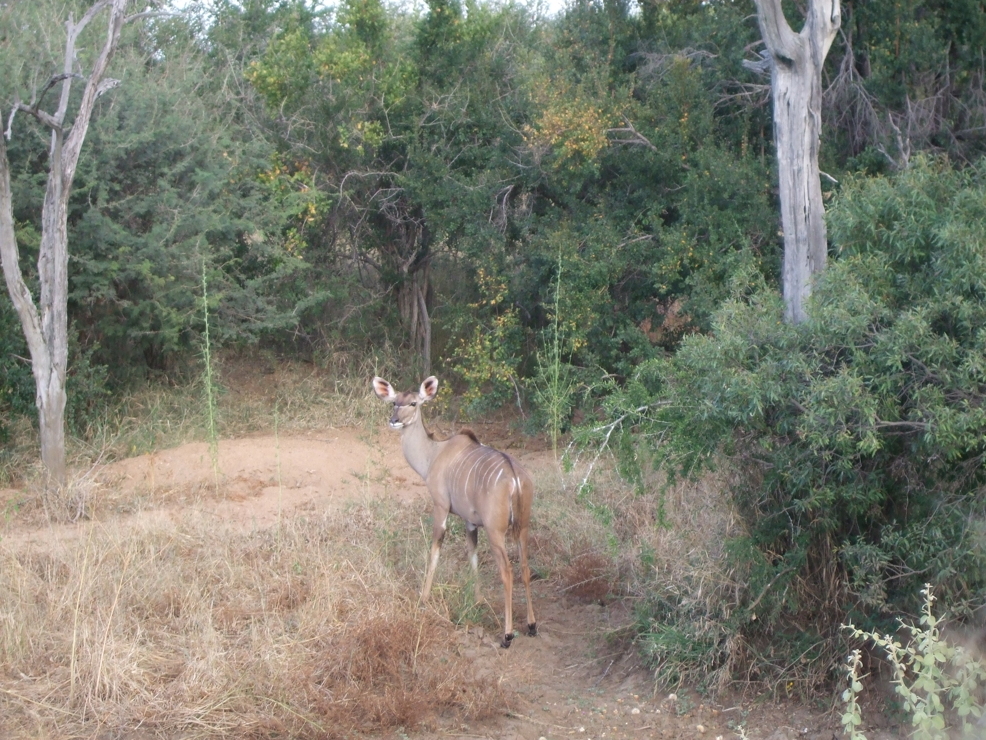 Parco Kruger, safari