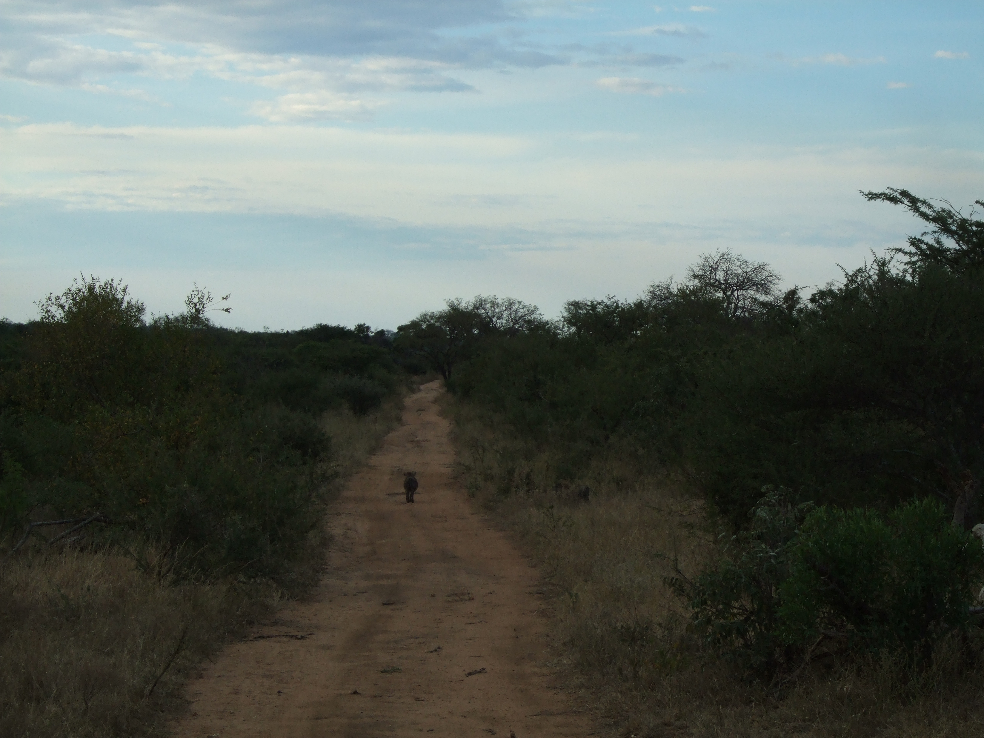 Parco Kruger, safari