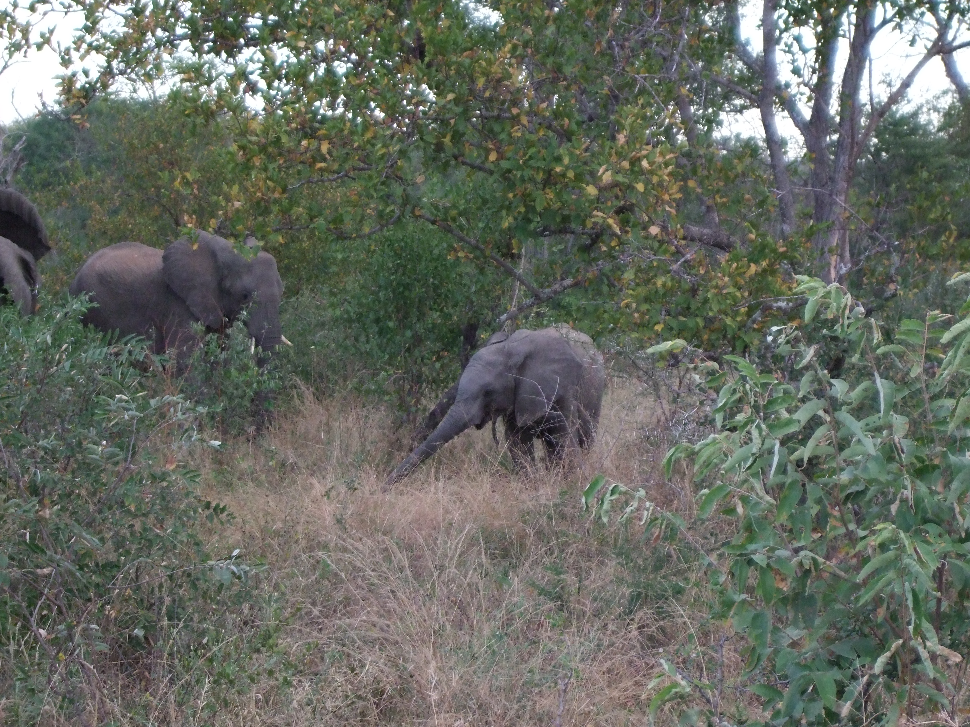 Parco Kruger, elefanti