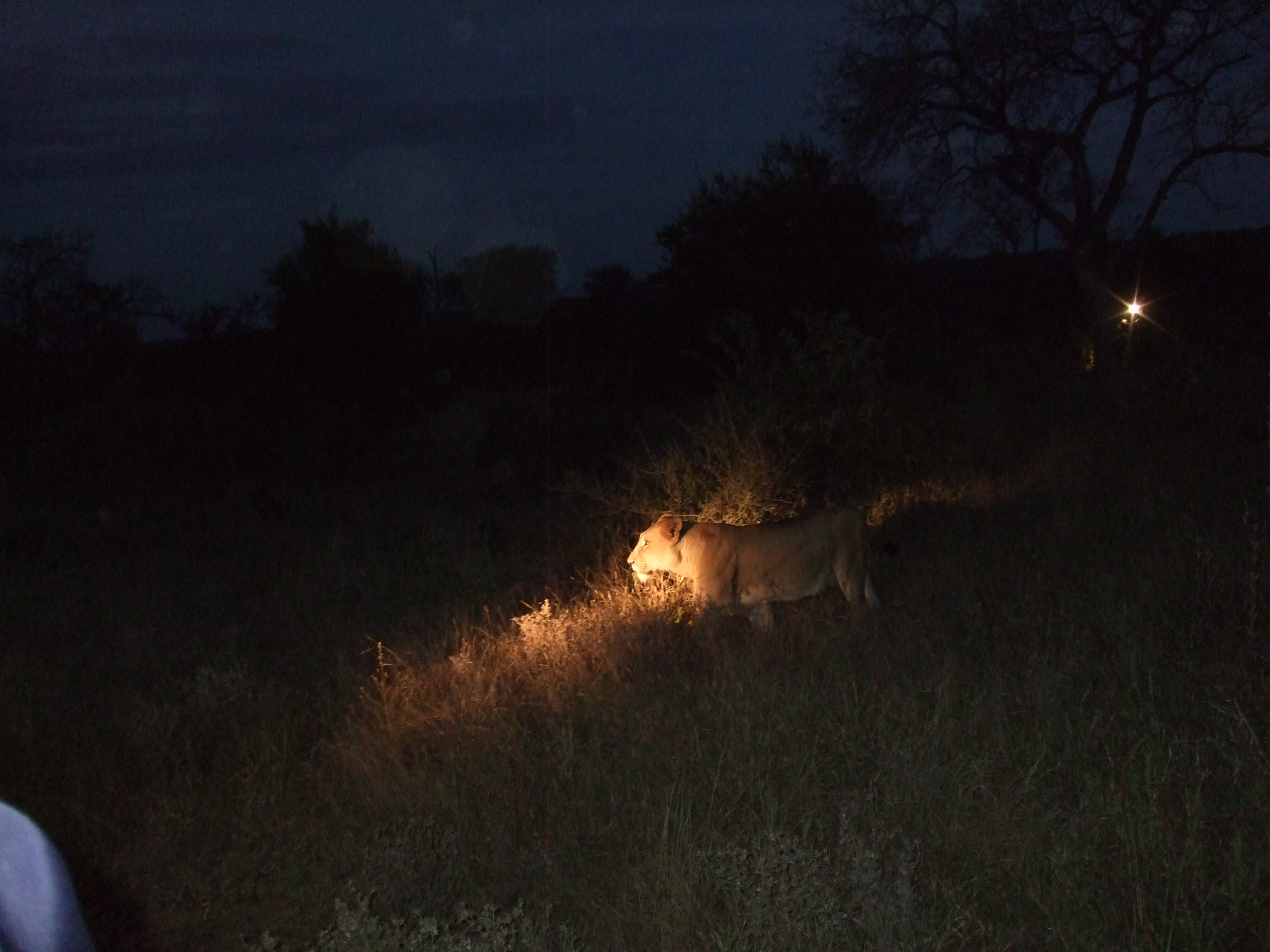 Parco Kruger, leonesse a caccia