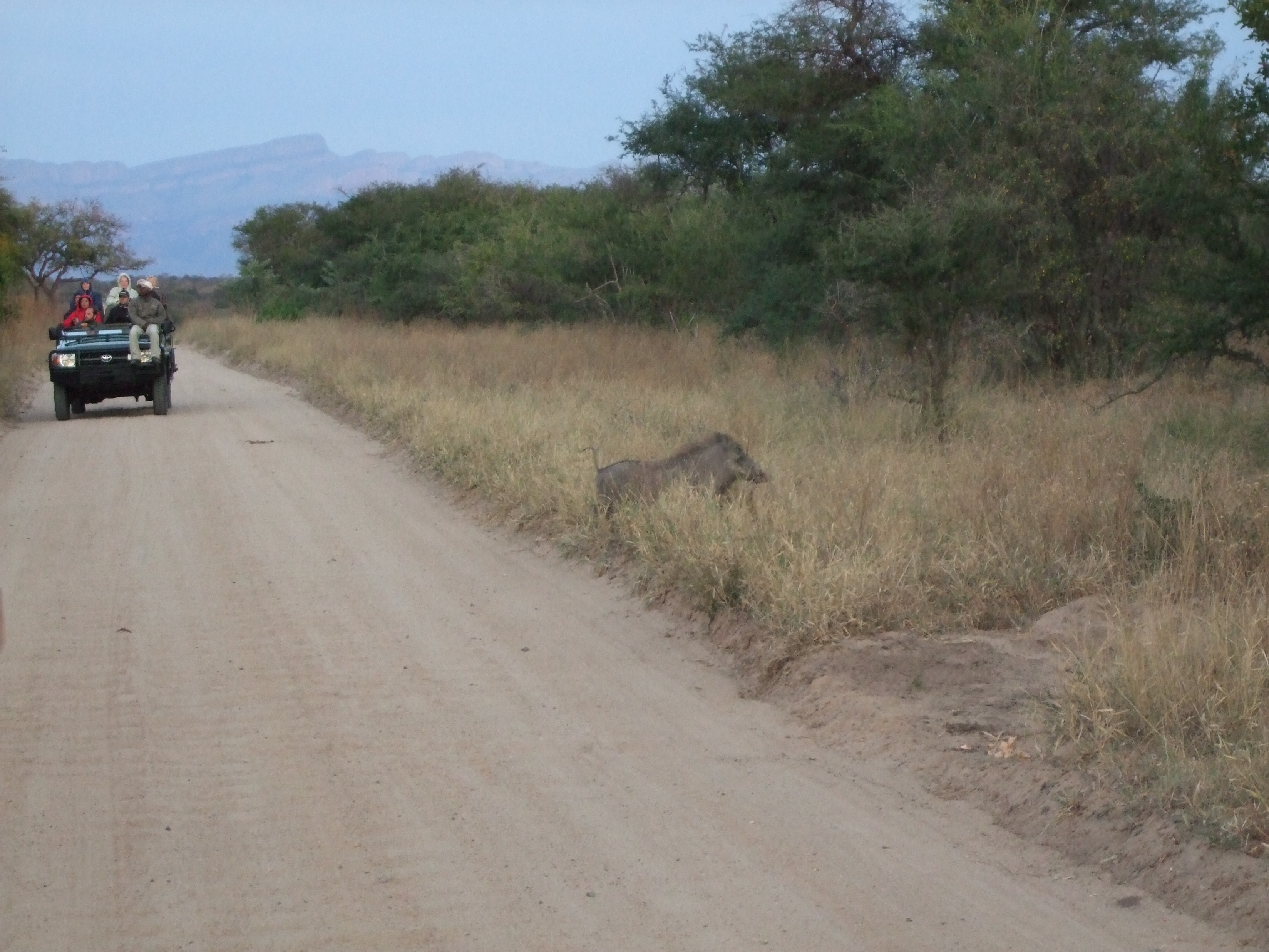 Parco Kruger, safari