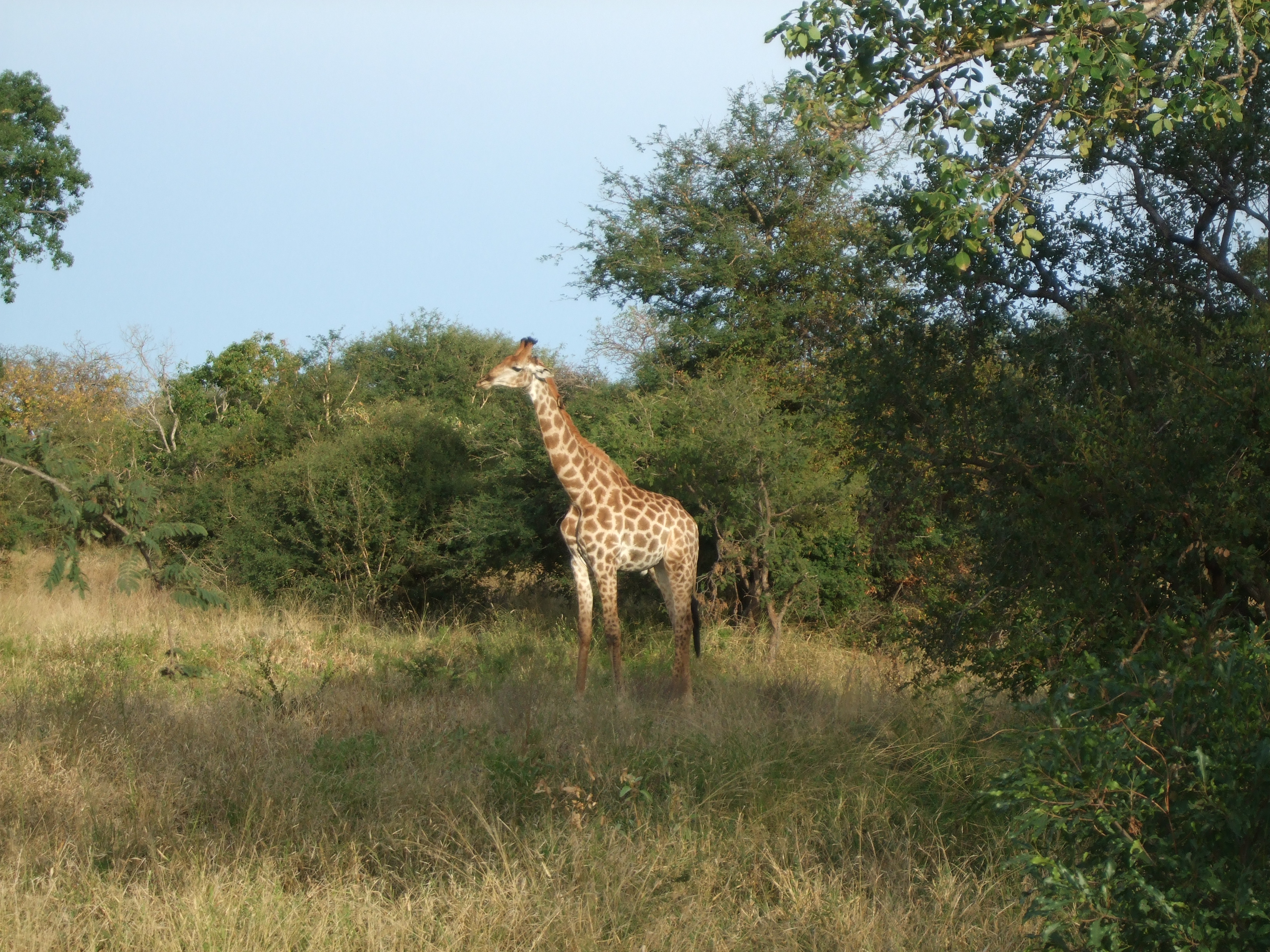 Parco Kruger, giraffa
