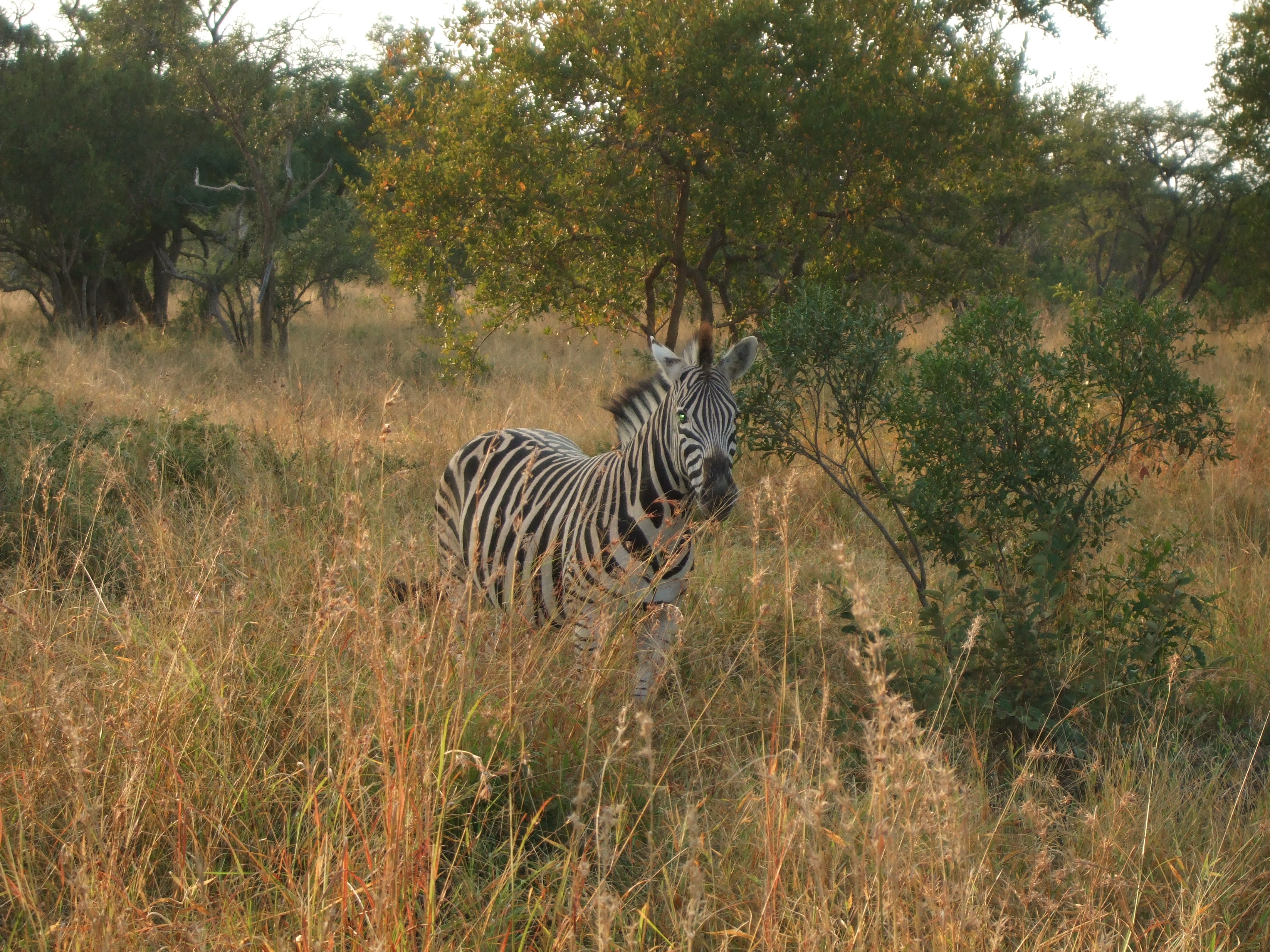 Parco Kruger, zebra