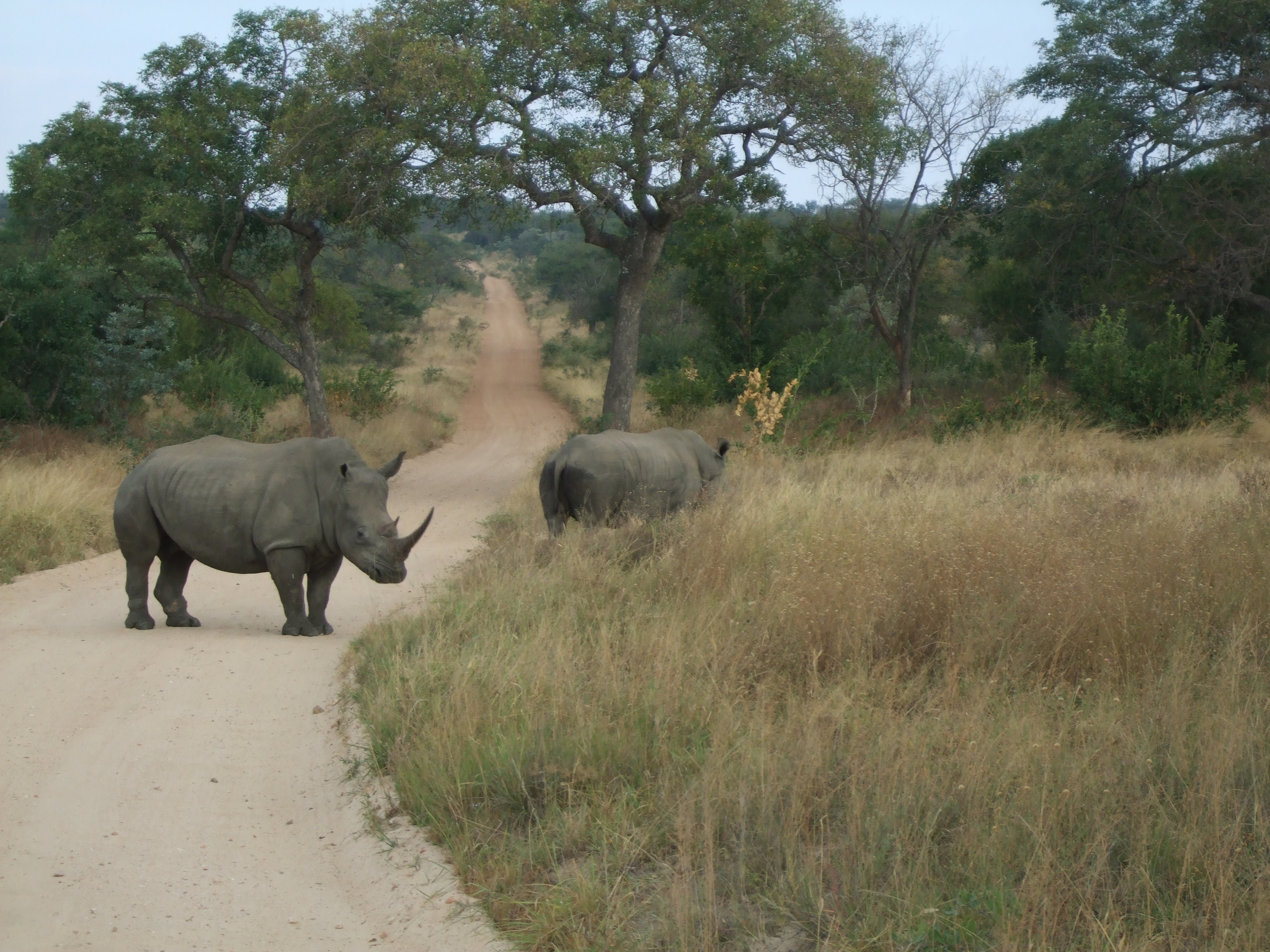 Parco Kruger, rinoceronti