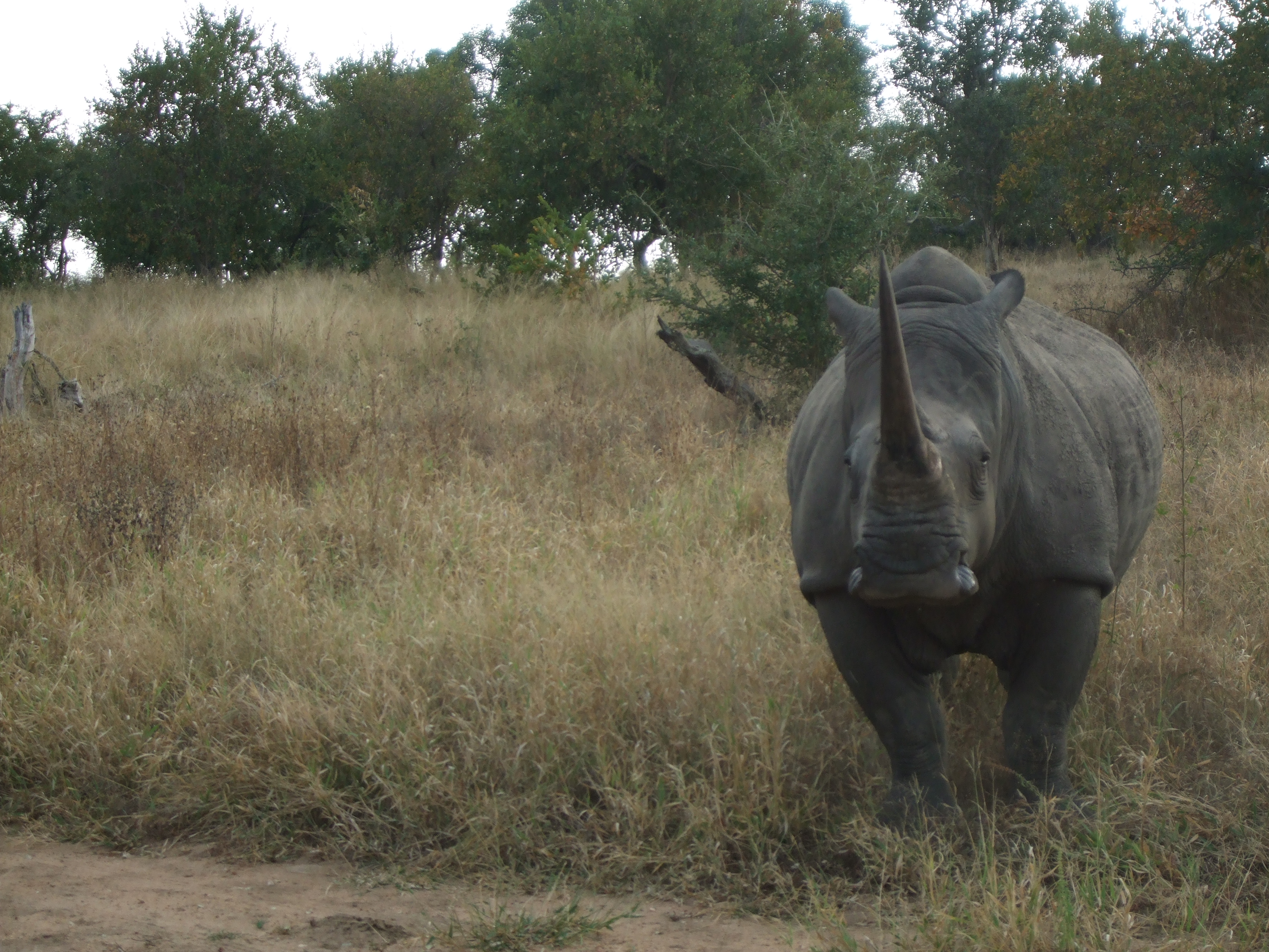 Parco Kruger, rinoceronte
