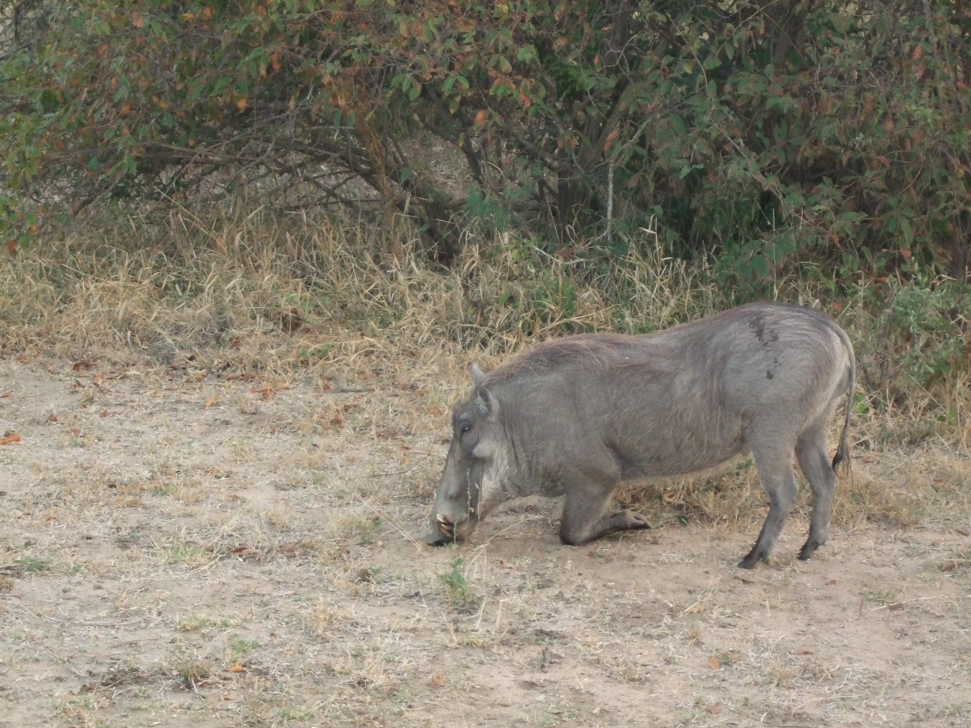 Parco Kruger, facocero