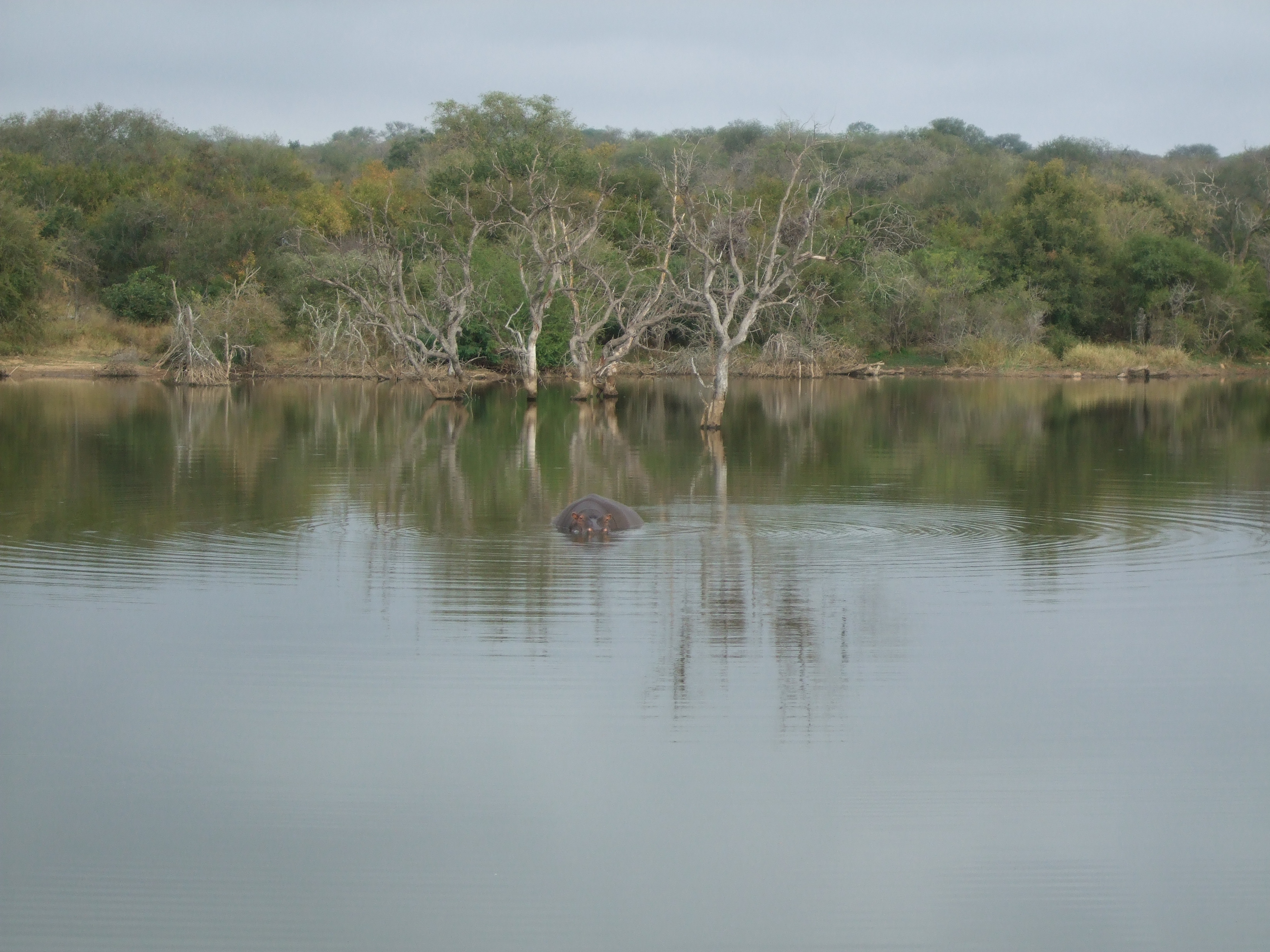 Parco Kruger, ippopotami