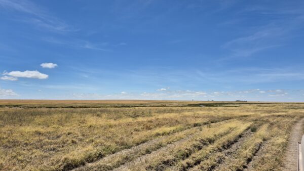 Serengeti ossia pianura senza fine