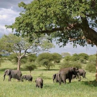 Tanzania, elefanti