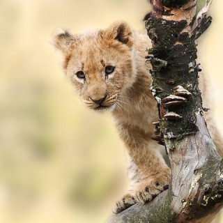 Tanzania, cucciolo di leone