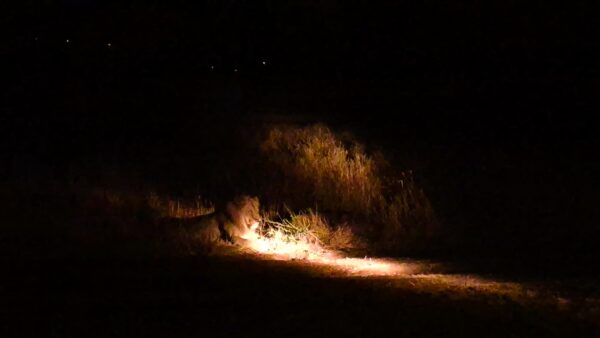 Safari notturno