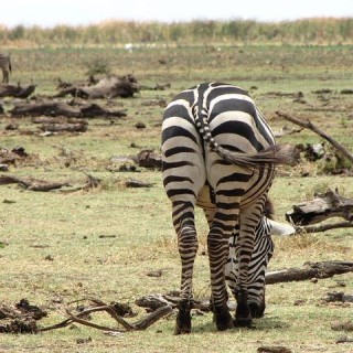 Tanzania, zebra