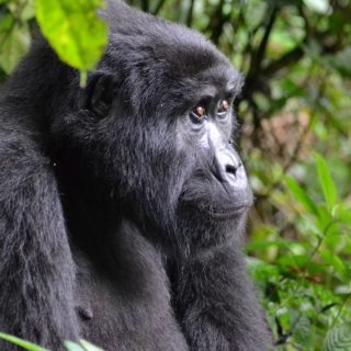 Uganda, gorilla di montagna