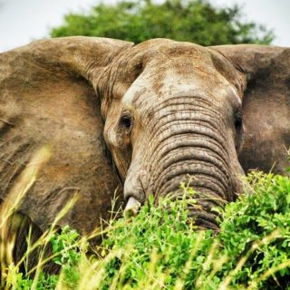 Uganda, safari