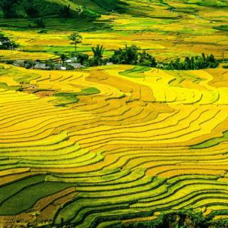 Vietnam, terrazze di riso