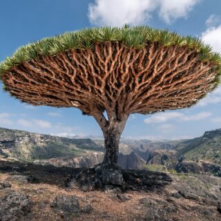 Yemen, albero del drago, isola di Socotra