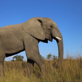 Zimbabwe, elefante