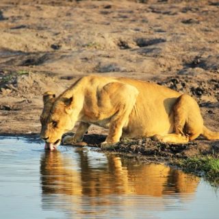 Zimbabwe, leonessa al fiume