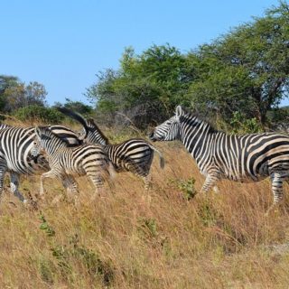 Zimbabwe, zebre